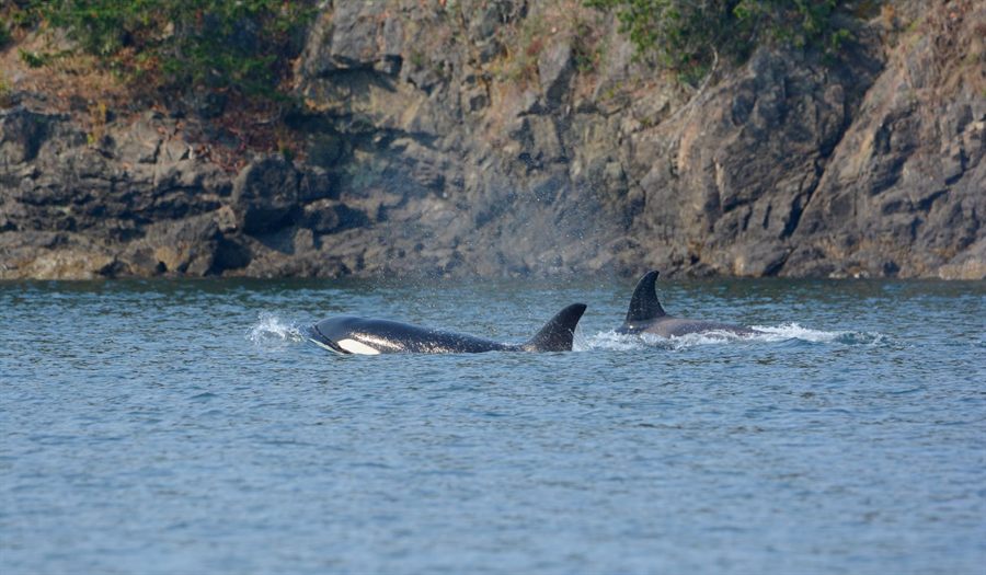 Orcas swimming along the rocky shoreline of the San Juan Islands